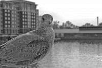 Seagull on Lake Erie